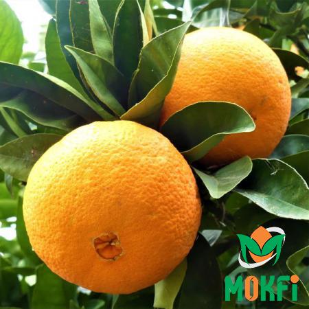 What Are the Characteristics of the Best Navel Orange?
