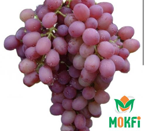 Top 12 Health Benefits of Red Grapes