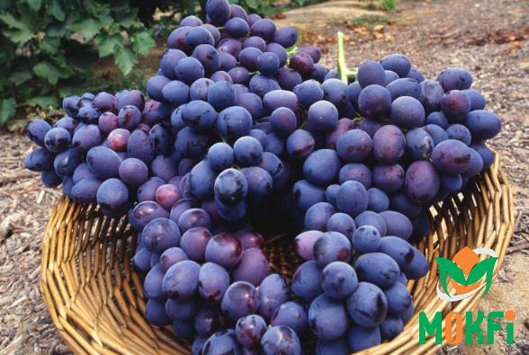 Amazing Information on Purple Grapes