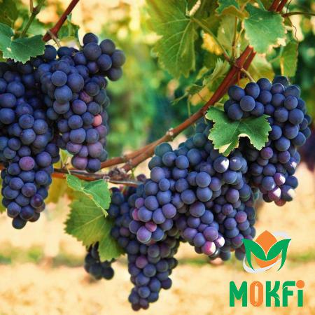 The Leading Wholesalers of Purple Grapes