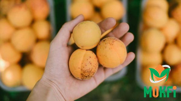 What Does Organic Apricots Do to Our Bodies?