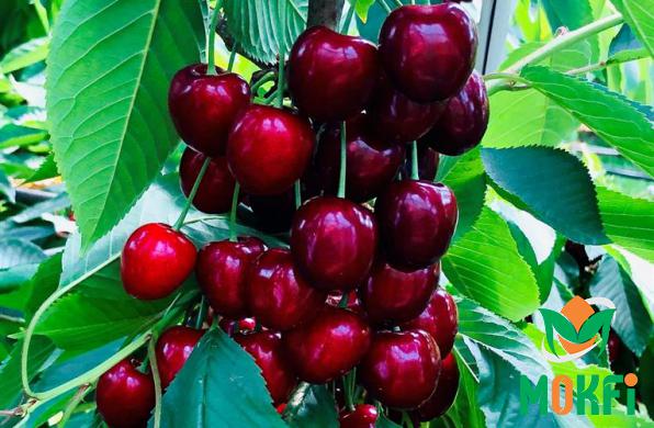 Widespread Sale of Fresh Sour Cherries