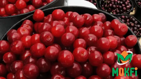 The Main Exporters of Pitless Cherries