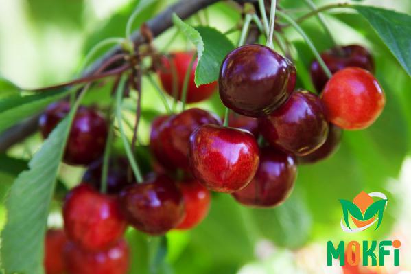 The Purchase of Morello Sour Cherries