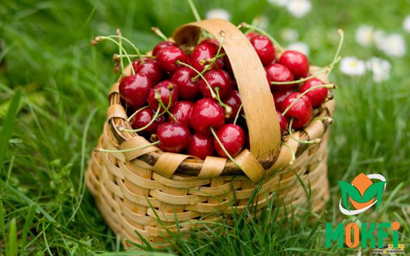 The Sellers of Morello Sour Cherries