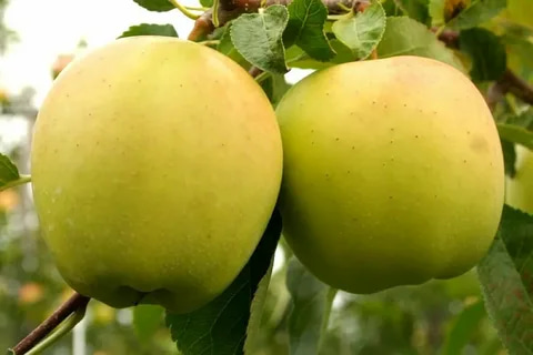 Cheap pure golden circle apple fruit