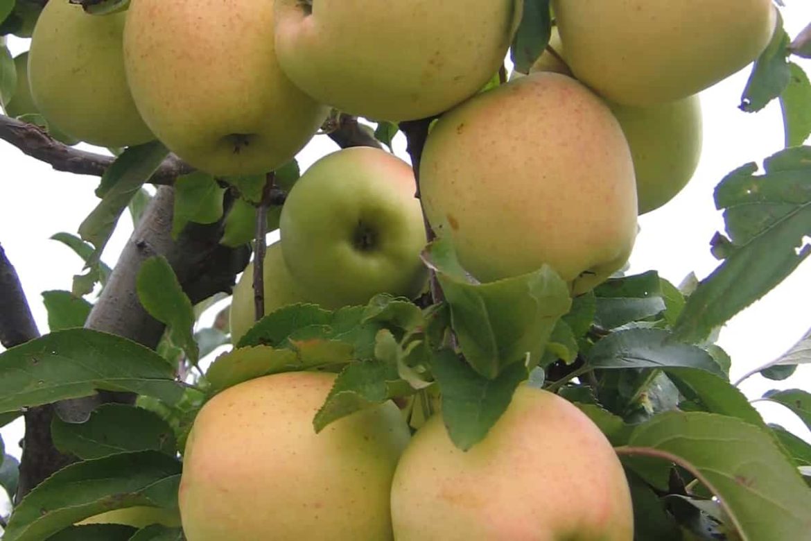 golden apple suppliers in india