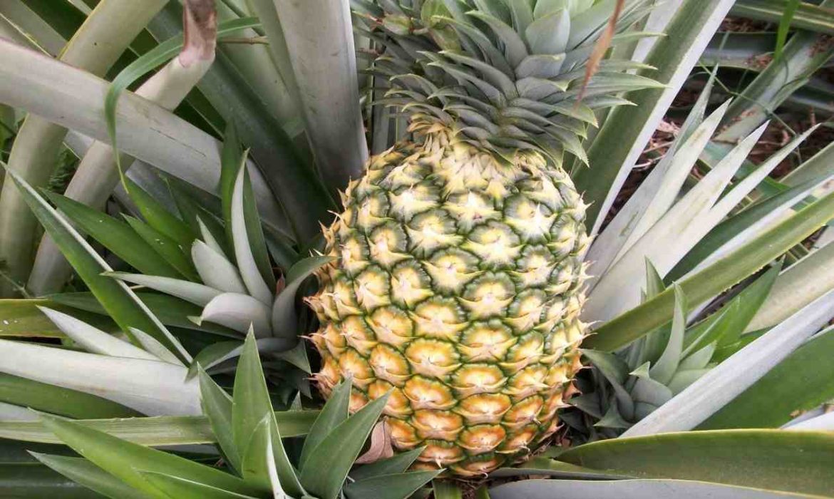 Price references of Pineapple Plant types + cheap purchase