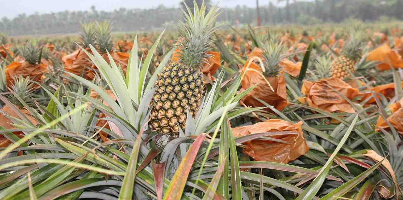  Price references of Pineapple Plant types + cheap purchase 