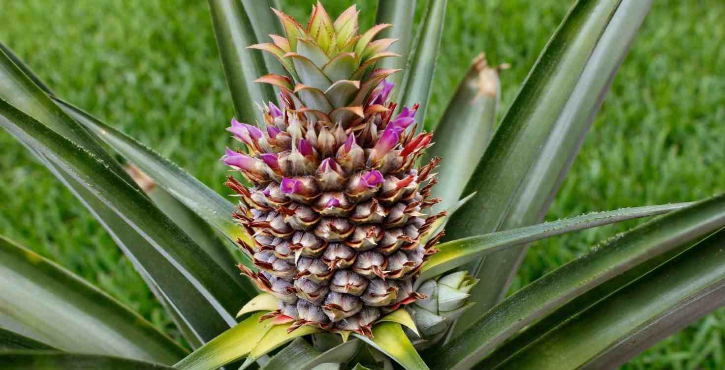  Price references of Pineapple Plant types + cheap purchase 