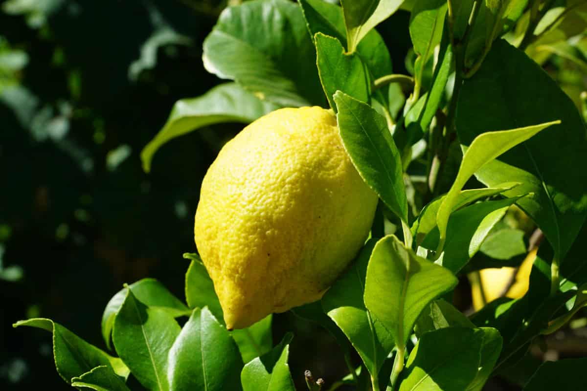  Getting To Know sour lemons +The exceptional price of buying sour lemons 