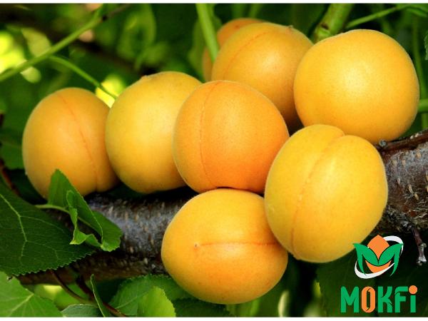 Buy the best types of Apricot fruit at a cheap price