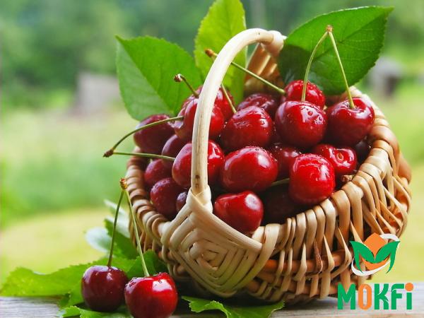 Organic Cherries young purchase price + user guide