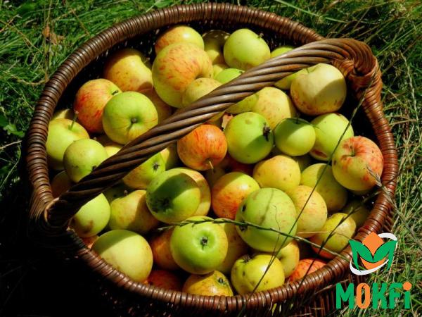 Organic Apples type price reference + cheap purchase