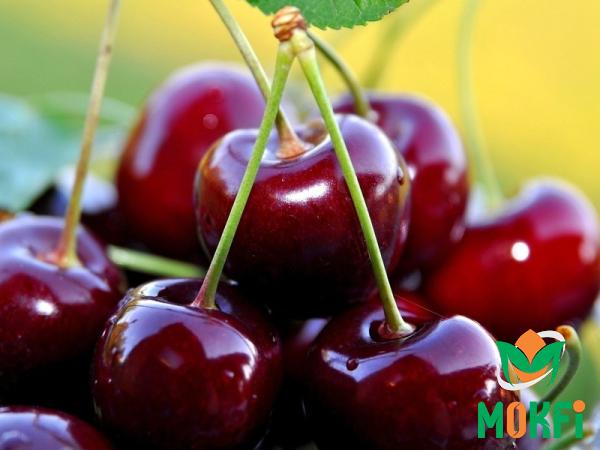 2 Types of cherries | Buy at a cheap price