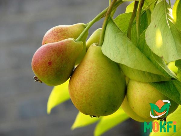 Specifications best organic Pear + purchase price