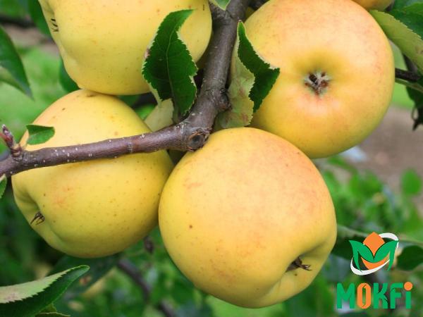 features of Golden apple quality fruits