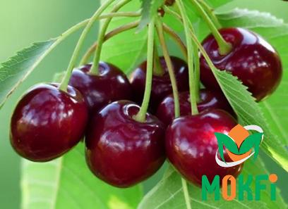 Buy the latest types of cherry fruit at a reasonable price