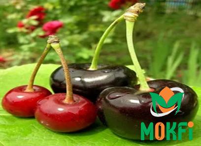 Buy the latest types of black cherry at a reasonable price