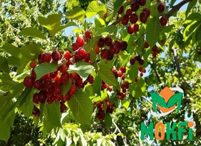 Buy the latest types of barbados cherry at a reasonable price