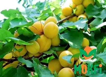 Buy the latest types of arabic apricot at a reasonable price