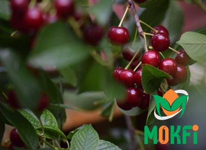 Buy fresh black cherry fruit at an exceptional price