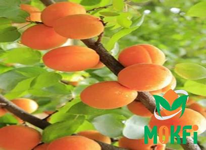 Buy dry apricot in hindi types + price