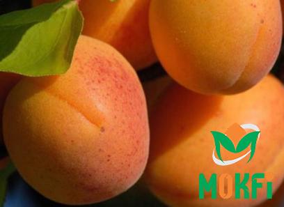 Buy ansu apricot fruit types + price