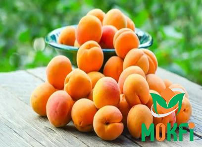 Buy equivalent apricot fruit types + price