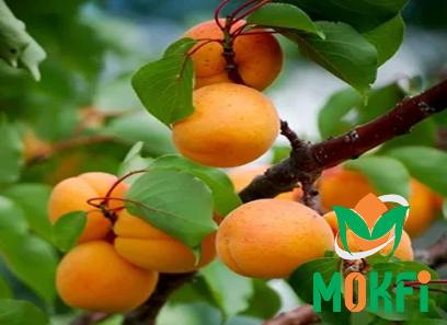 Buy apricot fruit in english types + price